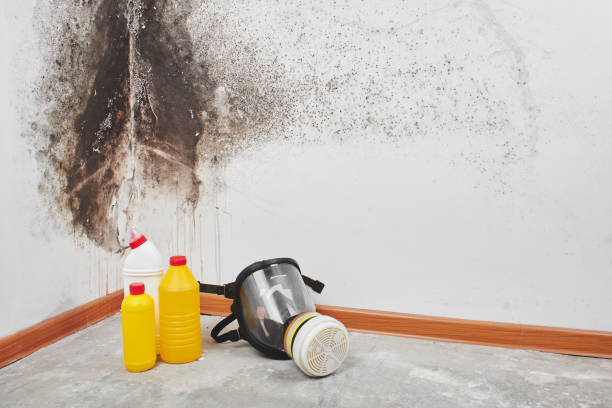 Best Professional Mold Removal  in Pahala, HI