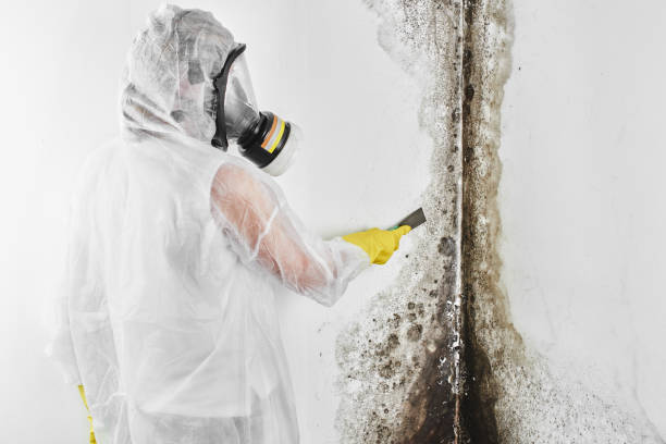 Best Best Mold Removal Companies  in Pahala, HI