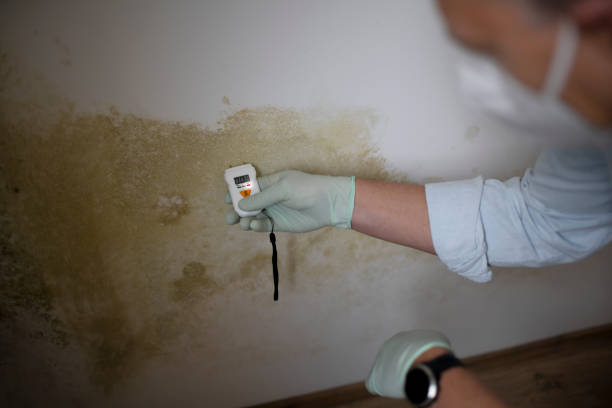 Best Certified Mold Removal  in Pahala, HI