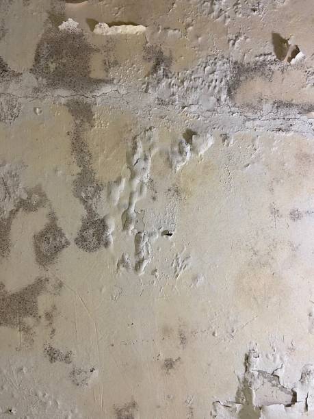 Best Mold Removal Company Near Me  in Pahala, HI